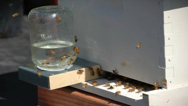 اصول تغذیه زنبور ها
